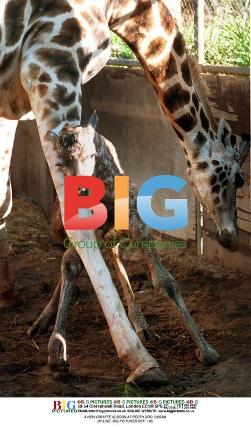 New Giraffe Born at Perth Zoo