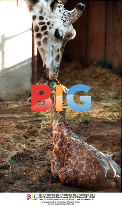 Newborn Giraffe at Perth Zoo