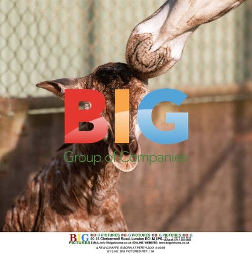 New Giraffe Born at Perth Zoo