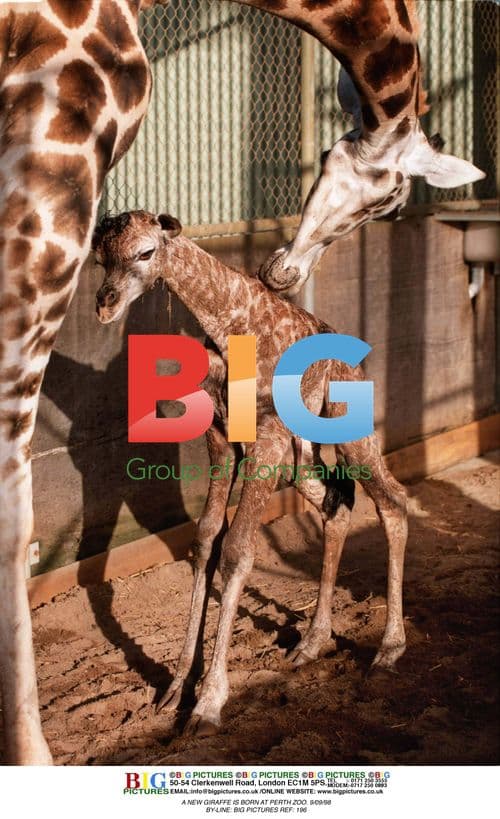 Newborn Giraffe at Perth Zoo