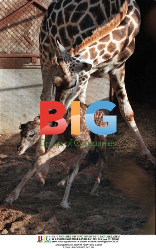New Giraffe Born at Perth Zoo