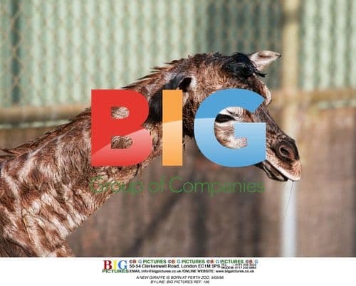 NEW GIRAFFE BORN AT PERTH ZOO