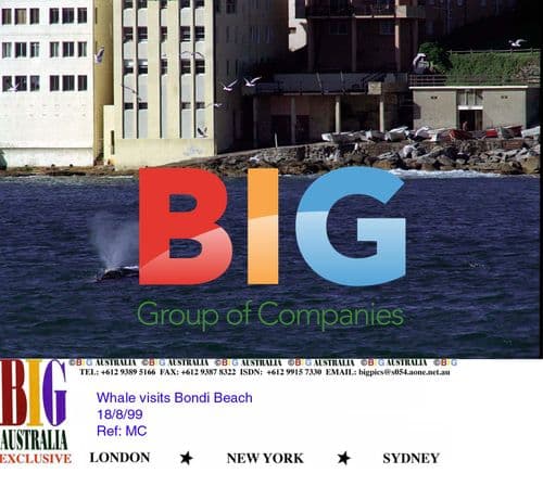 Whale visits Bondi Beach