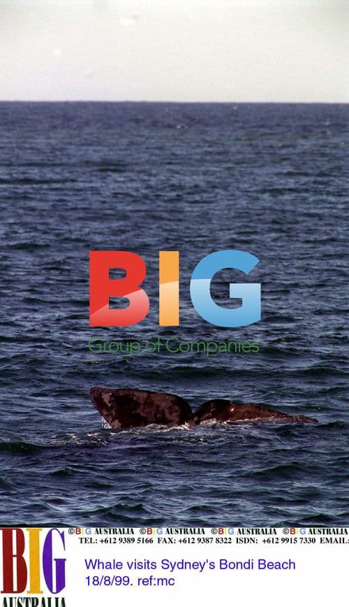 Whale visits Bondi Beach