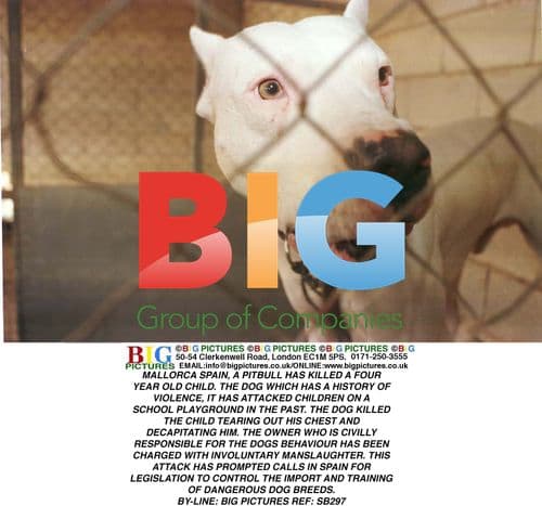 Deadly Pitbull Attack in Mallorca