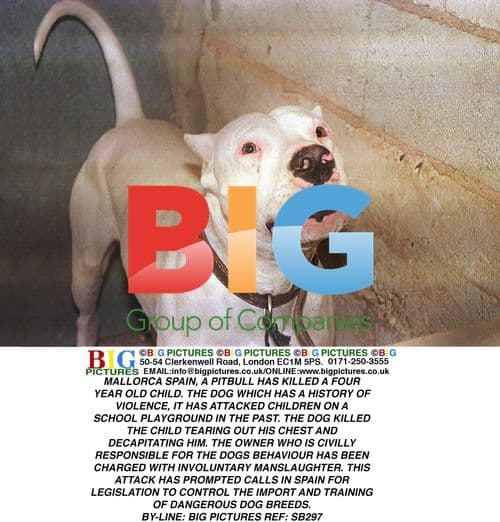 Tragic Pit Bull Attack in Mallorca