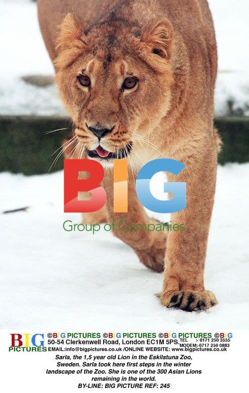 Young Lion Sarla Takes First Steps at Eskilstuna Zoo