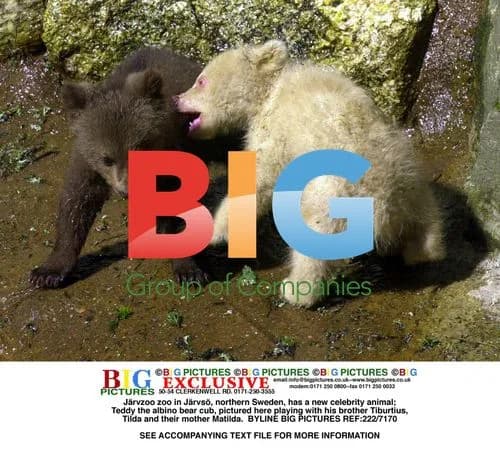 Teddy the Albino Bear Cub at Jrvzoo