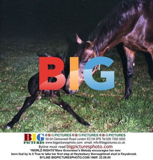 Mare Grosvenor's Melody and newborn foal's first step