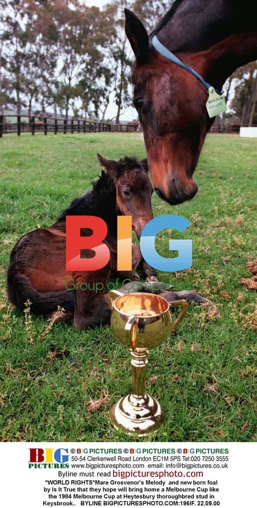 Mare Grosvenor's Melody with newborn foal