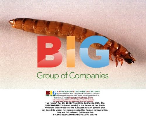 Superworm, larvae of the South American wood beetle