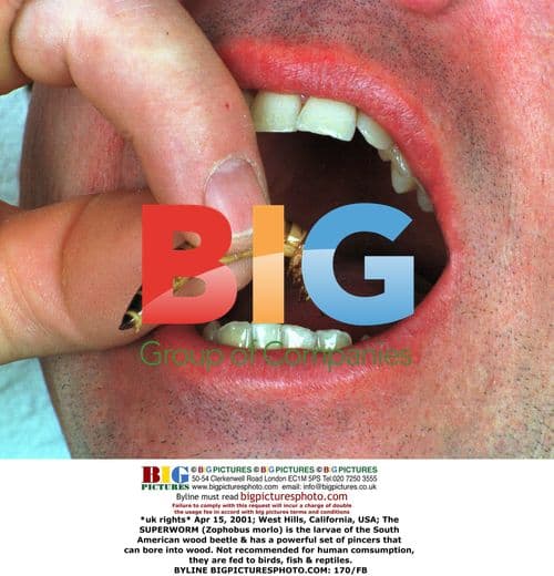 Superworm Larvae of South American Wood Beetle