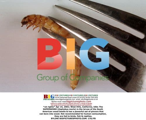 Superworm Larvae of South American Wood Beetle