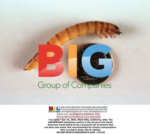 Superworm Larvae with Powerful Pincers