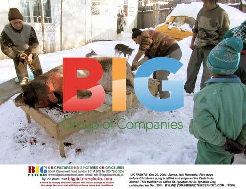 Pig Slaughtered for Christmas in Romania