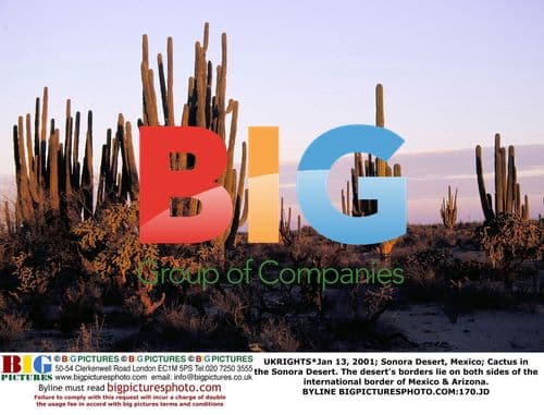 Cactus in the Sonora Desert, Mexico