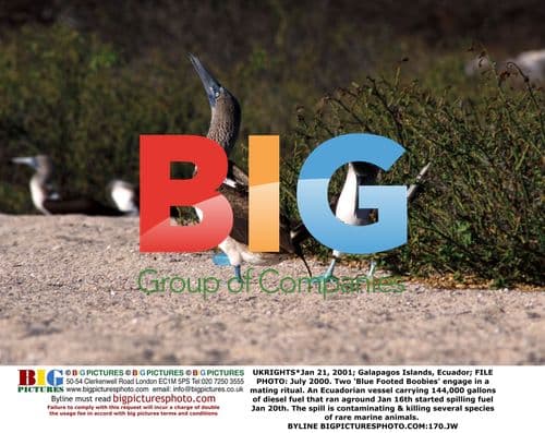 Galapagos Islands oil spill impacts wildlife