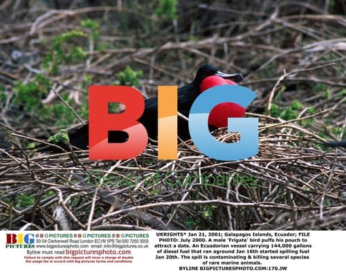Fuel Spill Contaminating Galapagos