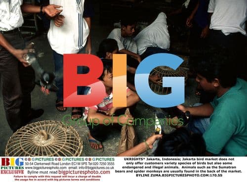 Jakarta bird market sells endangered animals