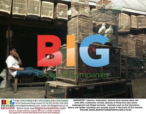 Jakarta Bird Market Sells Endangered Animals