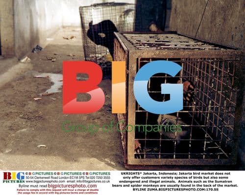 Endangered Animals Sold at Jakarta Bird Market