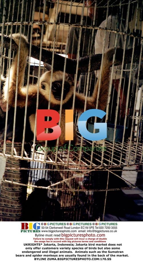 Jakarta bird market sells endangered animals