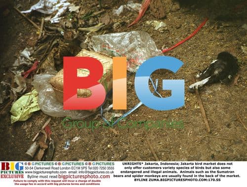 Jakarta Bird Market Sells Endangered Animals