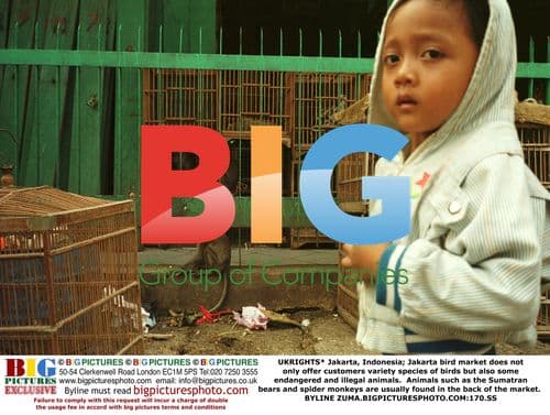 Jakarta bird market sells endangered animals