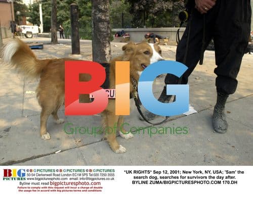 Search dog 'Sam' looks for survivors in NYC
