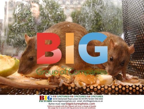 Keep Britain Tidy Advert with Rats