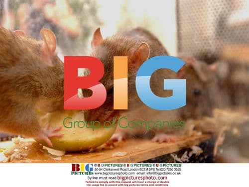 Actress Hanna Elman in Keep Britain Tidy ad