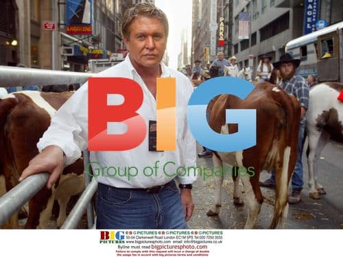 Tom Berenger wrangles cattle in NY