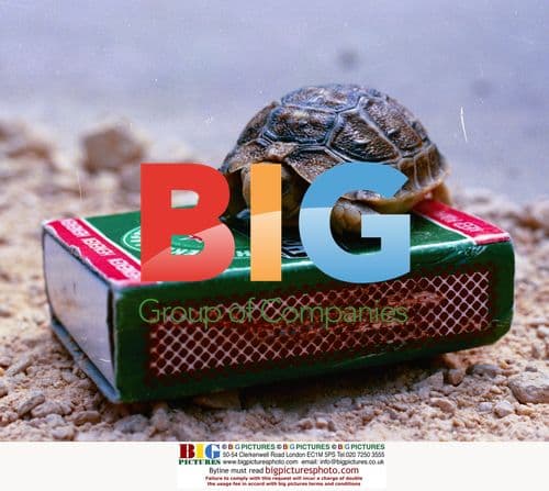 Tiny Tortoise in Match Box