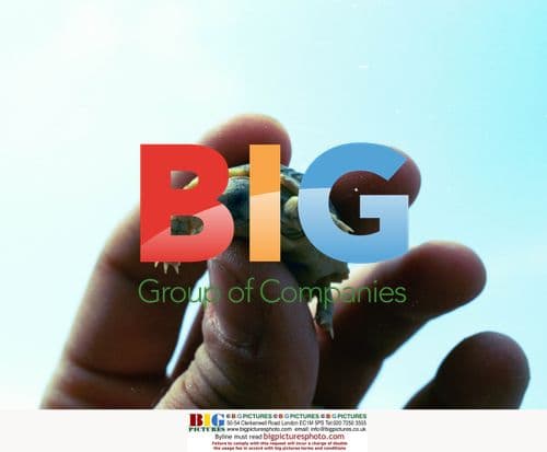 Tiny Tortoise in Match Box