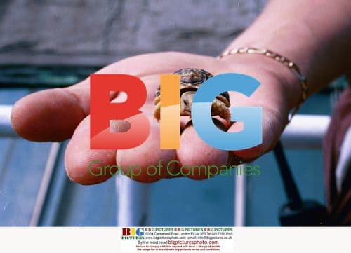 Tiny Tortoise in Match Box