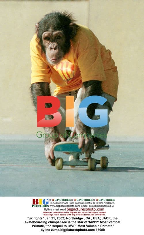 Chimpanzee Jack Skateboards for 'MVP2'