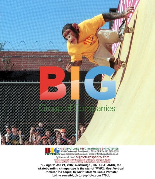 Skateboarding Chimpanzee Star of 'MVP2'