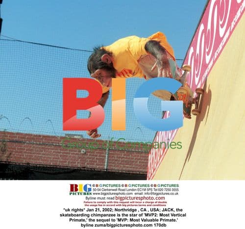 Skateboarding Chimpanzee Filmed for 'MVP2'