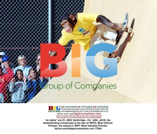 Skateboarding Chimpanzee Jack Stars in MVP2