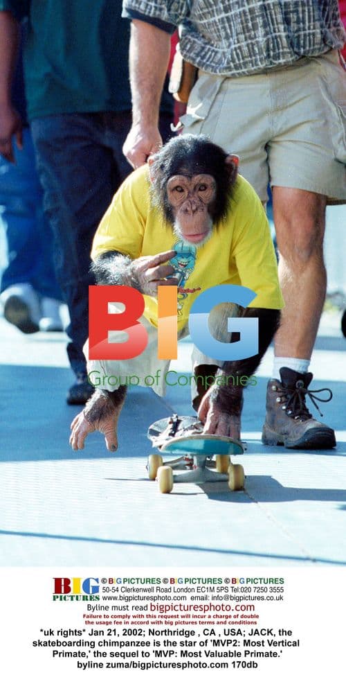 Skateboarding Chimpanzee 'Jack' Filming MVP2