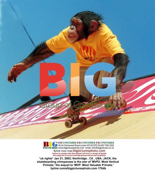 Jack the Skateboarding Chimpanzee in MVP2