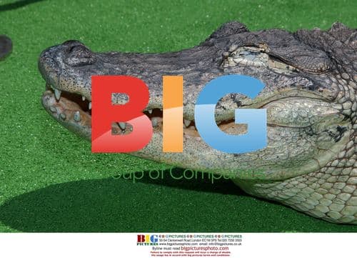 Crocodile at Crocodile Hunter Premiere