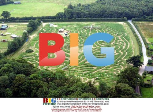 Aerial View of New Tiger Maize at Tully's Farm