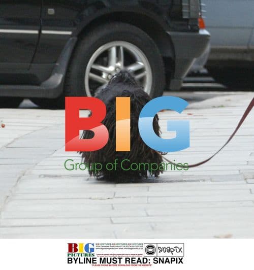 Gwen Stefani and Gavin Rossdale with dog