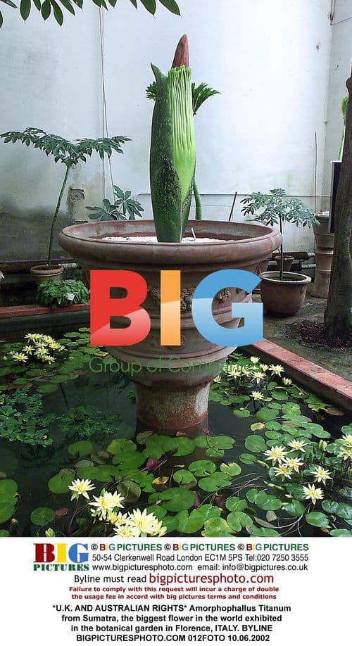 Rare Flower Exhibited in Florence, Italy