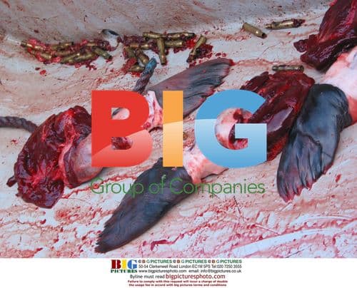 Seal hunting in Newfoundland