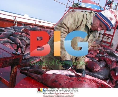 Corey Burton seals hunt in Newfoundland