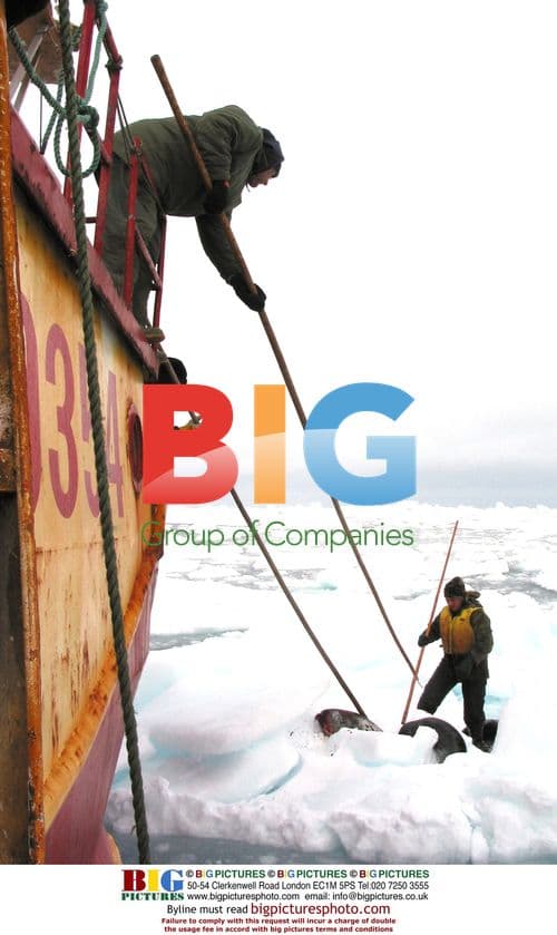 Raymond retrieves dead seal on fishing trawler