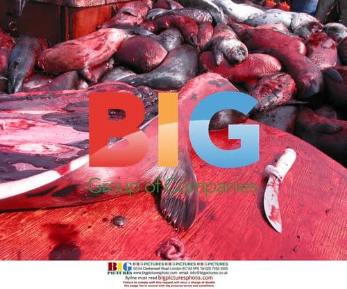 Seal pelting in Newfoundland