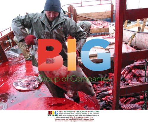 Melvin Bath lifts dead harp seal